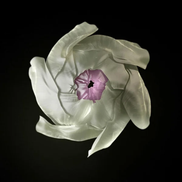 Botanical Detail 4