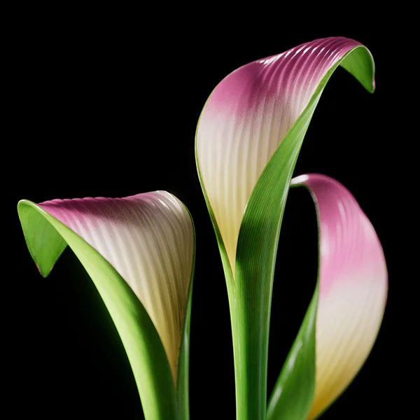 Botanical Study 3