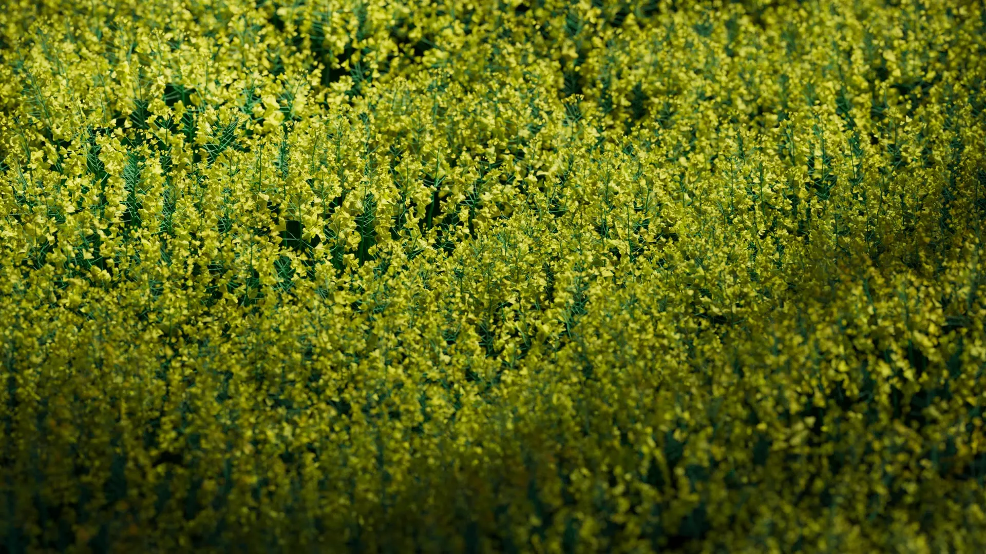 Infinite Field Composition