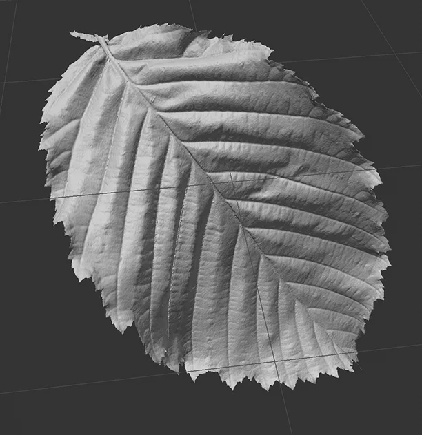 3D Scanned Botanical Leaf Mesh